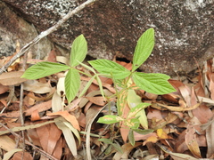 Flemingia parviflora