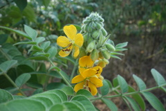 Senna hirsuta