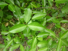 Elaeodendron australe