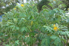 Senna hirsuta