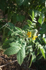Senna hirsuta