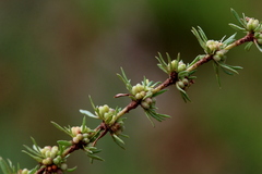 Crassula lanceolata transvaalensis