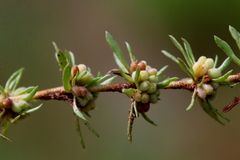 Crassula lanceolata transvaalensis