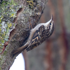 Certhia brachydactyla