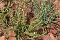 Crassula lanceolata transvaalensis