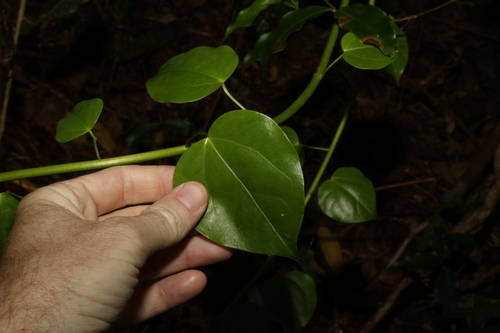 Berberidopsis beckleri (Berberidopsis beckleri)