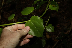 Berberidopsis beckleri, photograph (c) Greg Tasney, some rights reserved (CC BY-SA)