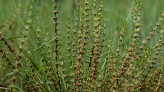 Crassula lanceolata transvaalensis