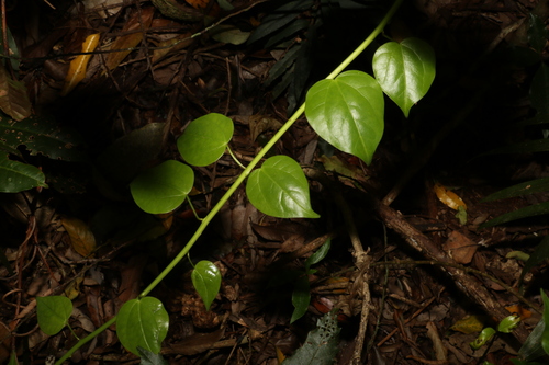 Image of Berberidopsis beckleri by (c) Greg Tasney, some rights reserved (CC BY-SA)