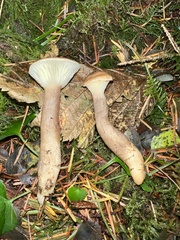 Ampulloclitocybe