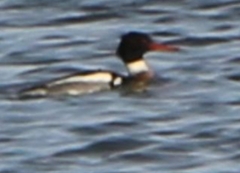 Mergus serrator