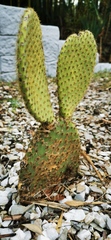 Opuntia howeyi