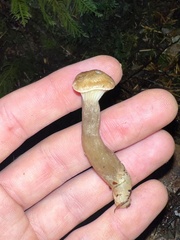 Ampulloclitocybe