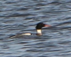Mergus serrator