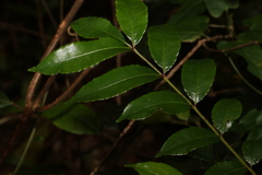Zanthoxylum brachyacanthum