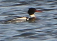 Mergus serrator