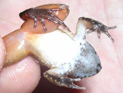 Phrynobatrachus liberiensis