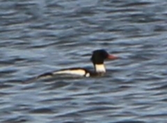 Mergus serrator