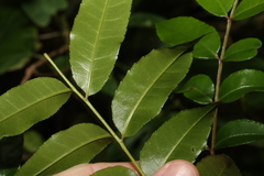Zanthoxylum brachyacanthum