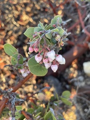 Arctostaphylos osoensis