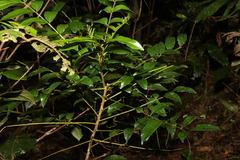Zanthoxylum brachyacanthum