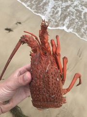 Sagmariasus verreauxi