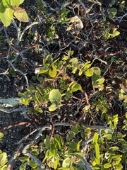 Arctostaphylos osoensis