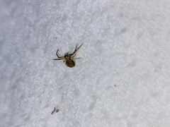 Diaea ambara