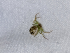 Diaea ambara