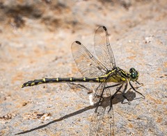 Austrogomphus ochraceus