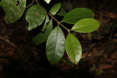 Lenwebbia prominens