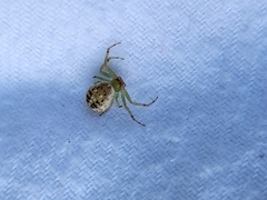 Diaea ambara