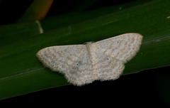Scopula lactaria