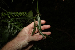 Dendrobium pugioniforme