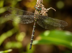 Austroaeschna pulchra