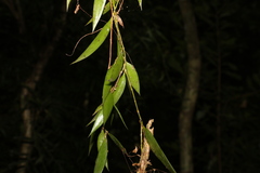 Dendrobium pugioniforme