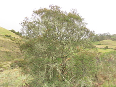 Weinmannia fagaroides