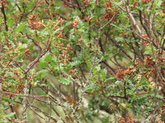 Weinmannia fagaroides