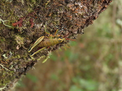 Agesander ruficornis