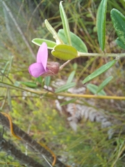 Podalyria buxifolia