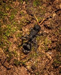 Ephutomorpha ruficornis