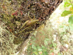 Agesander ruficornis