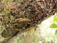 Agesander ruficornis