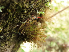 Agesander ruficornis