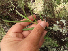 Epidendrum oxysepalum