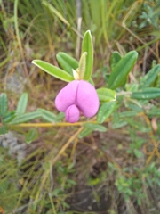 Podalyria buxifolia