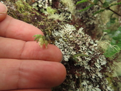 Fernandezia hispidula