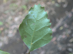 Nothofagus fusca