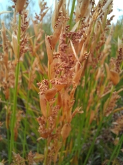 Elegia filacea