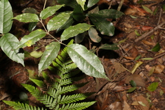 Pandorea baileyana